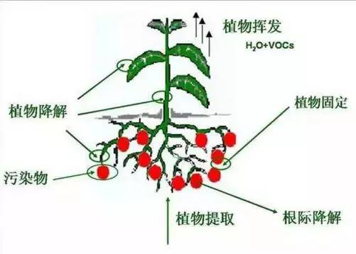 动物胶和植物胶